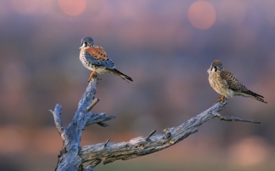 2 Gb+ Mix Wallpapers 56