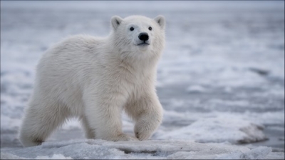 Mixturka - Wallpapers Collection 245